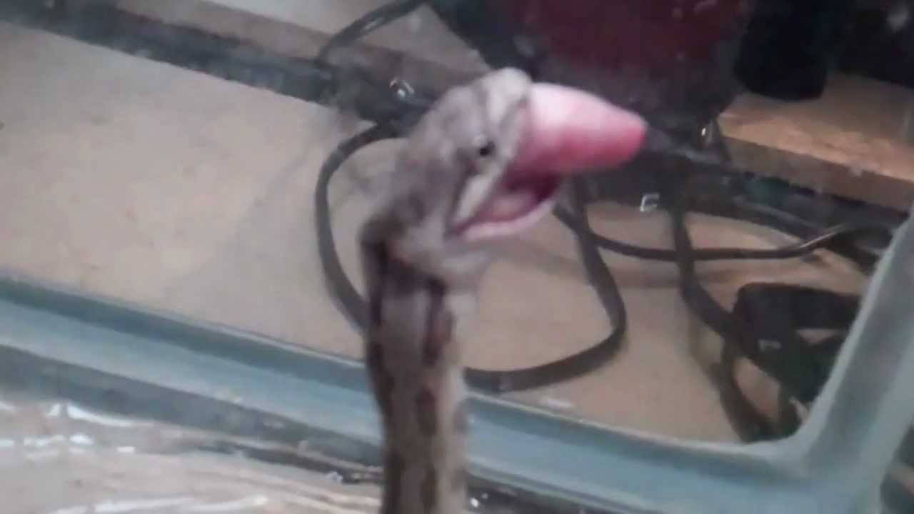 reptiles concept baby black rat snake eating