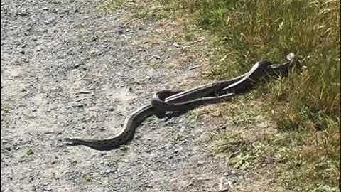 20200423 Gopher snakes mating Elizabeth Sharf