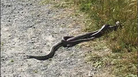 20200423 Gopher snakes mating Elizabeth Sharf