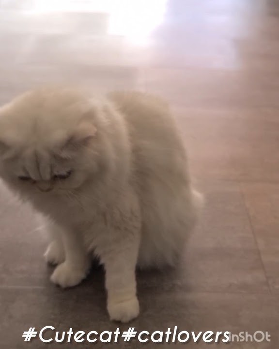 Poteh Berjaman Pampered Pampered #Catlovers #Shorts