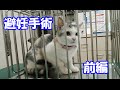 愛猫の避妊手術ドキュメンタリー（前編）ネコ吉、ゴメンネ‥(´；ω；｀)　Neko-Cats' contraceptive surgery (first part)