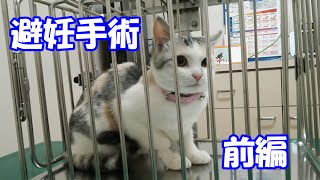 愛猫の避妊手術ドキュメンタリー（前編）ネコ吉、ゴメンネ‥(´；ω；｀)　Neko-Cats' contraceptive surgery (first part)