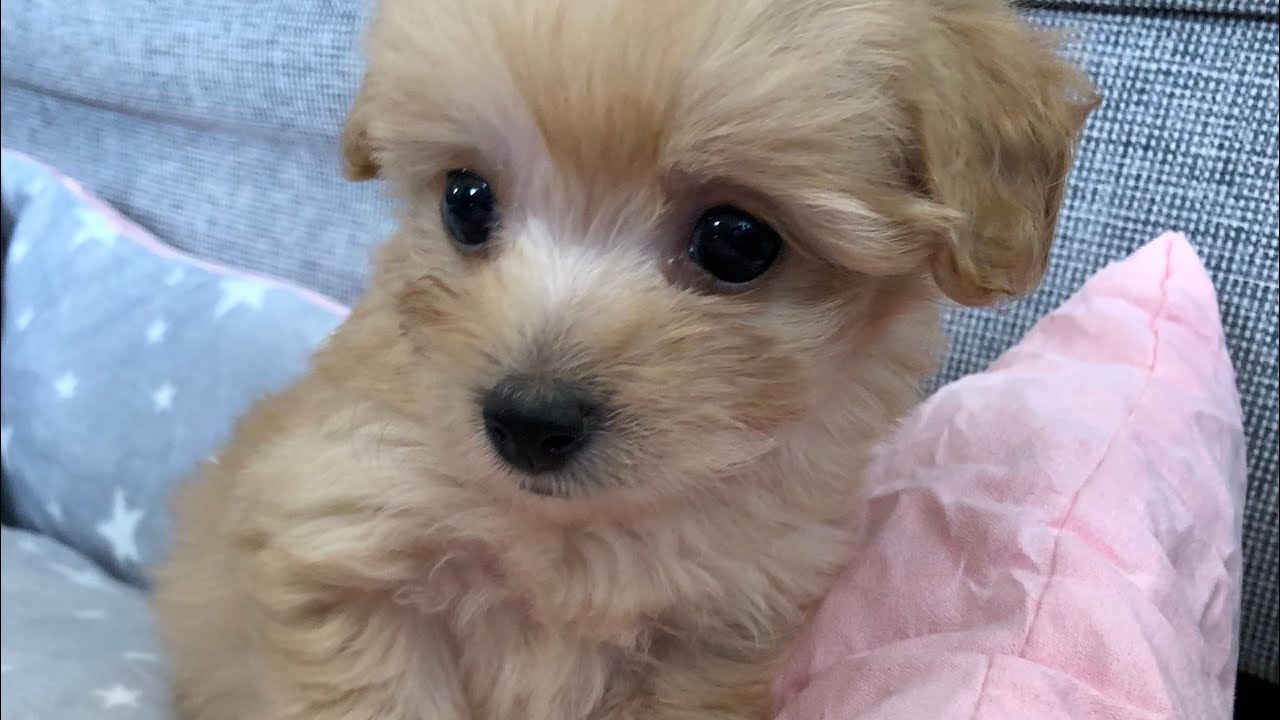 お家にやってきて数日目の頃！【マルプー】