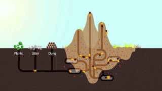 How Termites Enrich Ecosystems | HHMI BioInteractive Video