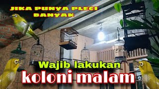 Download lagu Terapi koloni burung pleci di malam hari wajib di lakukan