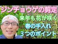 【ジンチョウゲ(沈丁花)の剪定】花後の春に手入れをして来年も花を楽しもう