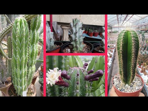 Video: Stenocereus kaktuslarining turlari: Stenocereus kaktuslari haqida ma'lumot