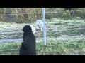 Black russian terrier meeting wolves and bears
