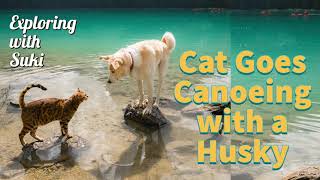 Cat Goes Canoeing with a Husky! by Suki Cat 3,567 views 3 years ago 5 minutes, 16 seconds