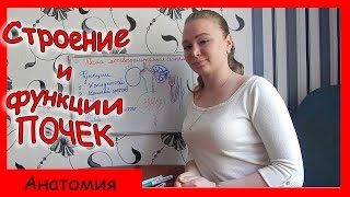 Урок биологии №39. Мочевыделительная система. Строение и функции почек. Образование мочи.(Урок анатомии, в котором поясняются функции мочевыделительной системы, строение почек и образование мочи...., 2015-05-04T13:13:04.000Z)