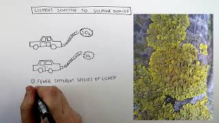 GCSE Biology - Pollution Indicators | Lichen and Invertebrates