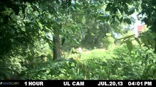 Time-lapse of Prescribed Grazing with Goats