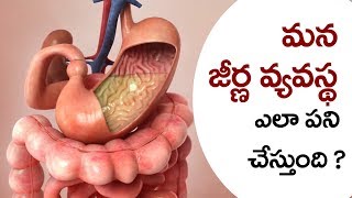 How the #DIGESTIVE SYSTEM works in HUMAN BODY in telugu | Manava jeerna vyavastha | Eduscope