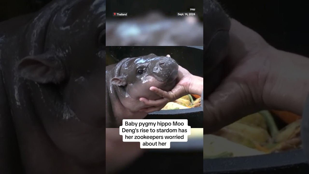 Baby pygmy hippo Moo Deng’s rise to stardom has her zookeepers worried
