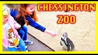 CHESSINGTON ZOO | Aquarium | Cute Penguins | Family day out