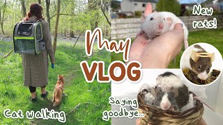 I'm getting new rats, Cat walking & saying goodbye | VLOG