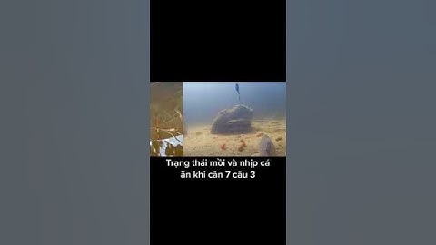 Trạng thái và nhịp phao khi cân 7 câu 3 #fishing #fishingvideo #cauca #moicau #moicauca #dammecauca