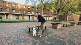 5 Pickles Pkdi Stimulus Control