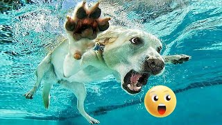 🥰 Cute and Funny 😆 Moments with Dogs 🐶 Video Compilation | 🤗 Смішні та веселі відео с песиками 😊 by For Your Fun 1,265 views 1 year ago 10 minutes, 24 seconds