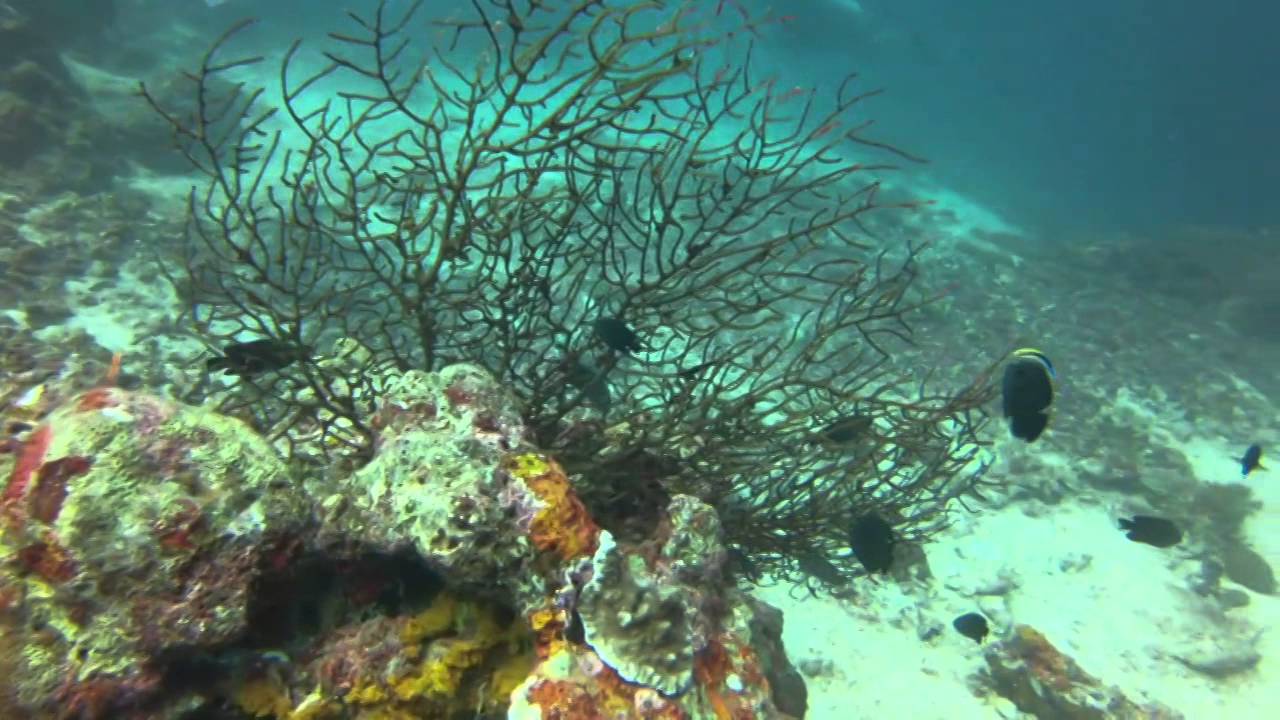 Dive Cebu Philippines