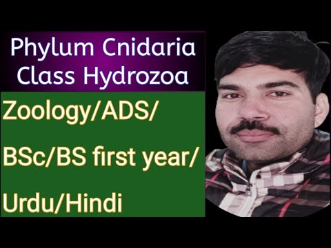 Class hydrozoa/phylum Cnidaria/zoology miller harley/BSc/ADS/Urdu/Hindi