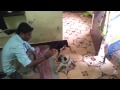 Franky Bullet Training video part1 Franky Bullet Training video part1