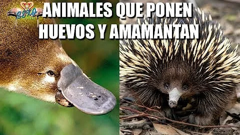 ¿Cuál es el animal mamifero que pone huevos y amamanta?