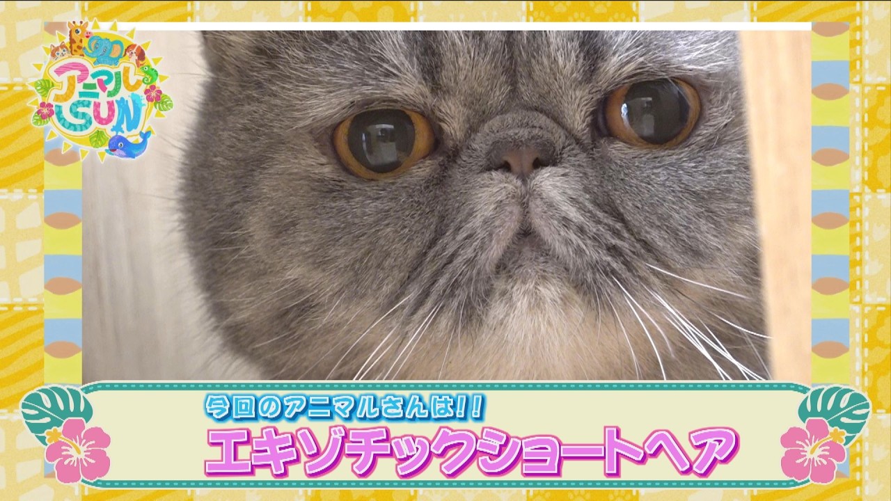 Animal SUN [Hacha, the Exotic Shorthair at iias Okinawa Toyosaki