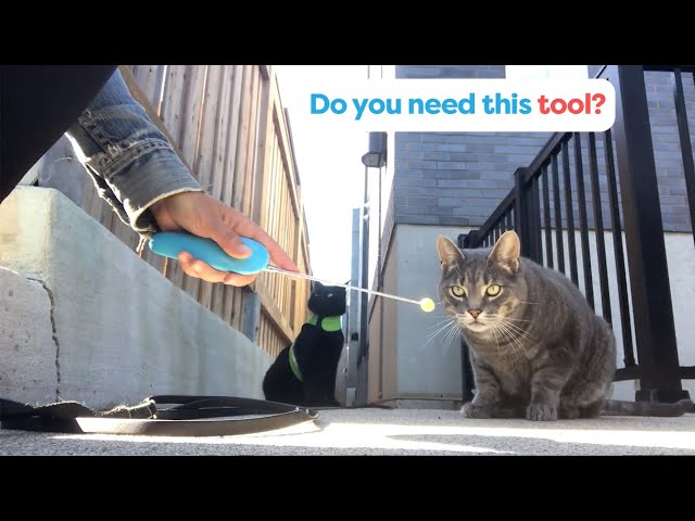 Cat Training: Loading the clicker – maueyes