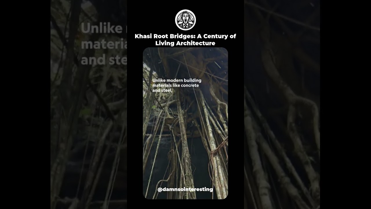 Khasi Root Bridges: A Century of Living Architecture