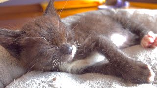 Kitten Quite Happy After the Meal