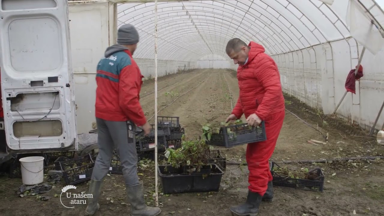 Sadnja MALINA u PLASTENICIMA - U nasem ataru 797