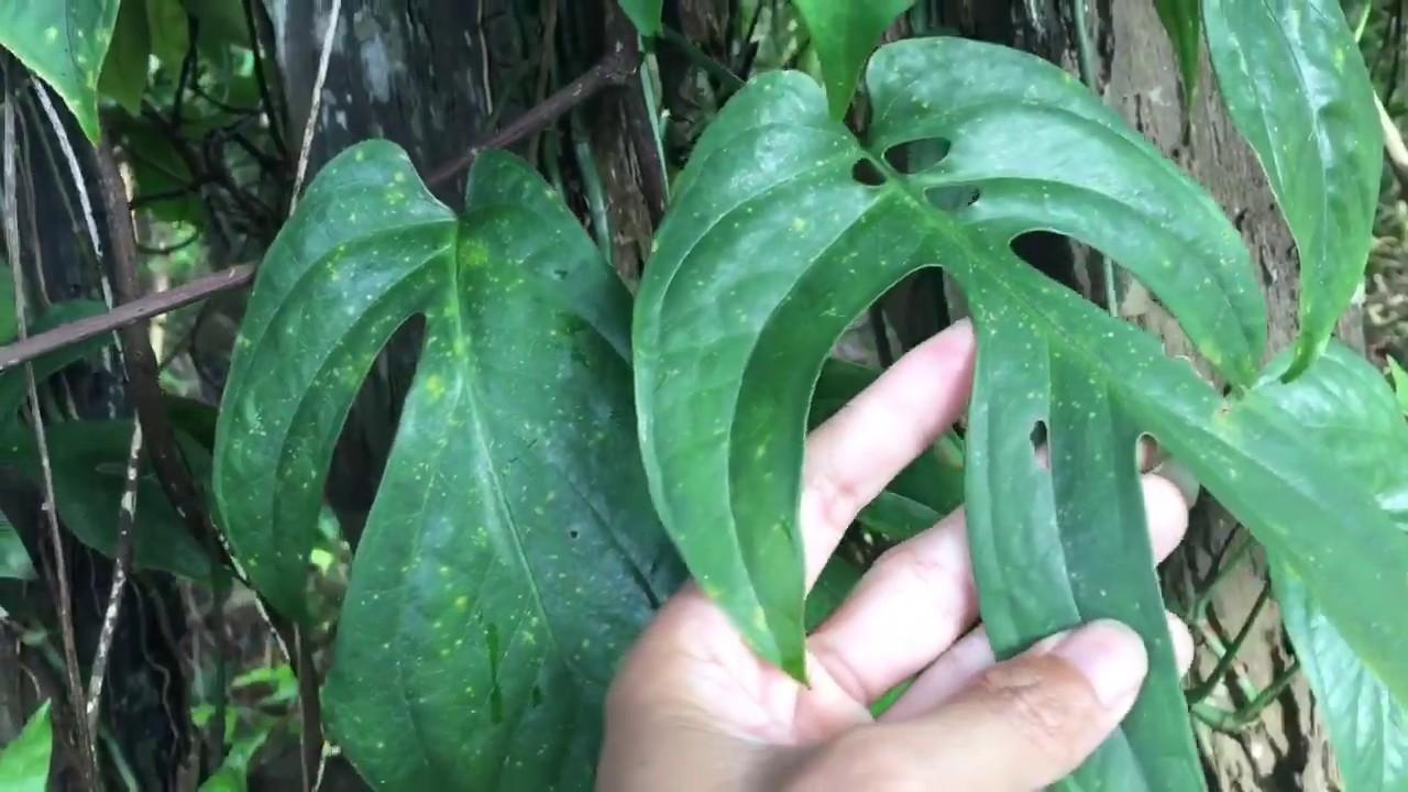 Tanaman hias khas kalimantan tengah