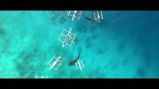 Whale Shark Watching in Oslob Philippines w/ DJI Phantom 4 Drone