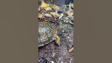 Part 2 - Brumation Preparation for Squirtle and Jelly Bean! #turtle #boxturtle #brumation #hibernate