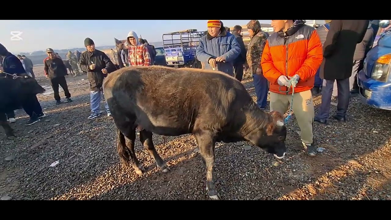 🐃🐏НАРХУ НАВОИ ИМРУЗА ДАР МОЛБОЗОР😱