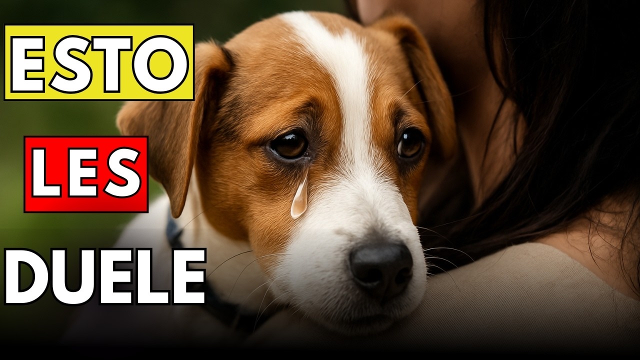 10 cosas que haces a diario y ROMPEN el corazón de tu perro 💔 (sin darte cuenta)