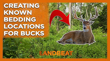 Creating Buck Bedding Locations On Your Farm!