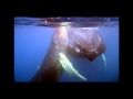 Swim with Humpback Whales in Silver Bank, Dominican Republic