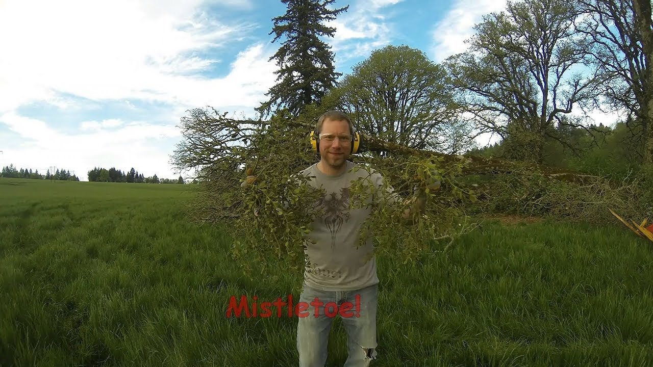 Cutting up a fallen oak tree