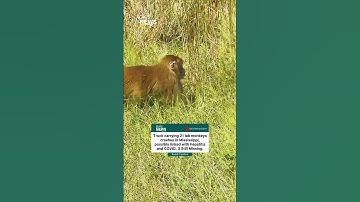 Monkeys on the loose in Mississippi after lab truck crash. Possible virus link