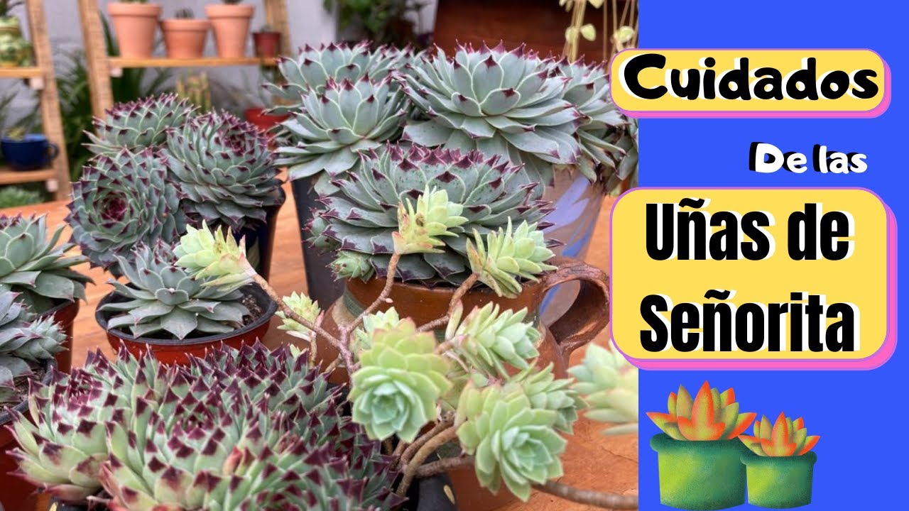 Cuidados de la Suculenta Uña de Señorita