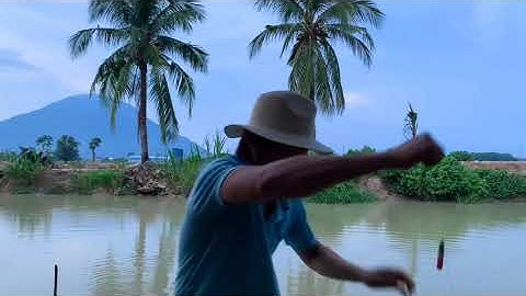 Cách câu cá tra bằng trái chuối chín