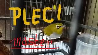 MASTERAN Burung PLECI ISIAN KOLIBRI NINJA DAN NEMBAK