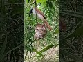 #birds #nature #ytshorts #nature #birds