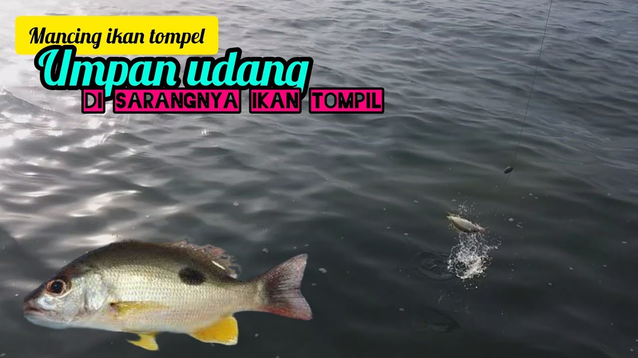 mancing ikan tompel di sarangnya/dapat sambaran bertubi tubi