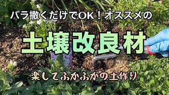 Rui バラの庭作り Youtube