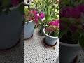 Начал облагораживать свой балкон. I этап. #garden #beautiful