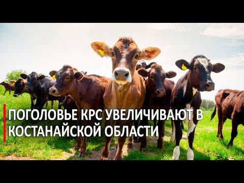 Поголовье КРС увеличивают