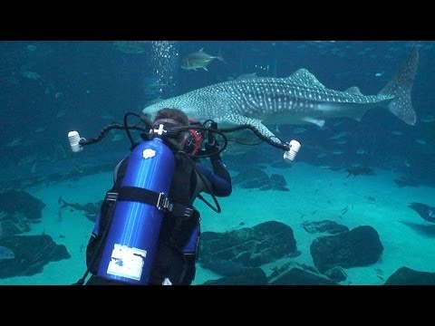 Georgia Aquarium | JONATHAN BIRD'S BLUE WORLD